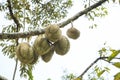 durian on tree branch in thailand local orchard