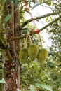 Durian tree Royalty Free Stock Photo