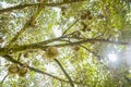 Durian tree in the farm, Thai King fruit