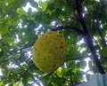 Durian tree, Fresh durian fruit on tree, Durians are the king of fruits, Royalty Free Stock Photo