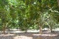 Durian tree Royalty Free Stock Photo