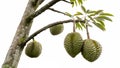 Durian tree with durian fruit growing on the tree. Isolated Royalty Free Stock Photo