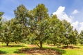 Durian tree with full fruit in the garden It is the most popular and famous fruit king