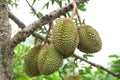 Durian on tree