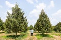 The durian tree is growing in the northeast of Thailand