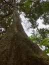 Durian tree that has been big and tall for decades, Sukarmi, North Bengkulu, Indonesia