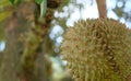 Durian on tree, King of fruit in Thailand