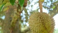 Durian on tree, King of fruit in Thailand