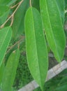 durian tree leaves with dark green color Royalty Free Stock Photo