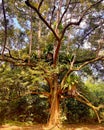 Durian tree in Pulau Ubin Royalty Free Stock Photo