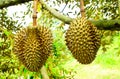 Durian trees in the garden of Rayong, Thailand