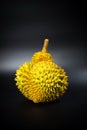 Durian tropical fruit on black background Royalty Free Stock Photo