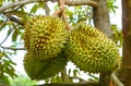 Durian tropical fruit on durian tree plant in garden .