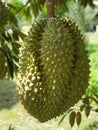 Durian - tropical fruit