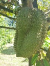 Durian - tropical fruit