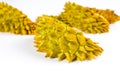 Durian tropical fruit peel on white background Royalty Free Stock Photo