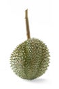 Durian tropical fruit on white background
