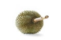 Durian tropical fruit on white background Royalty Free Stock Photo