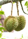 Durian Royalty Free Stock Photo