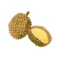 Durian vector illustration isolated on white background. Juicy tropical exotic fruit.