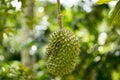 Durian was honored to be the king of fruit Royalty Free Stock Photo