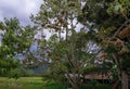 Durians at Bario, Sarawak, Malaysia Royalty Free Stock Photo