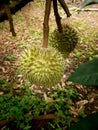 Durians Hanging Near The Ground
