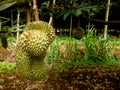 Durians Hanging Near The Ground