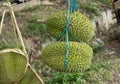 Durians hanging for sale