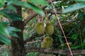 Durians hanging on a tall tree in the garden. Fresh durian fruit on a tree in orchard, tropical fruit. Durian is the king of