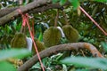 Durians hanging on a tall tree in the garden. Fresh durian fruit on a tree in orchard, tropical fruit. Durian is the king of