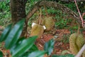 Durians hanging on a tall tree in the garden. Fresh durian fruit on a tree in orchard, tropical fruit. Durian is the king of