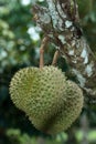 Durians hanging from the tree