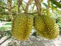 Durians hanging from the trees