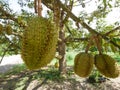 Durians hanging from the trees