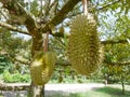 Durians hanging from the trees