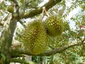 Durians hanging from the trees