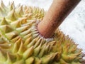 Durian, the famous fruit of Thailand Royalty Free Stock Photo
