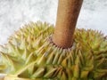 Durian, the famous fruit of Thailand Royalty Free Stock Photo