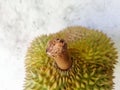 Durian, the famous fruit of Thailand Royalty Free Stock Photo