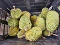 Durians on sale in the fruit farm Royalty Free Stock Photo