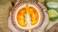 Durio conatus Mandong, new species of durians that found in Borneo, with fresh orange flesh Royalty Free Stock Photo