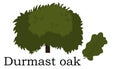Durmast oak Trees vector element. vector green Royalty Free Stock Photo