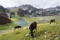 Durmitor, Montenegro Royalty Free Stock Photo