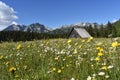 The Durmitor national park,Durmitor mountain,fields of flowers and old wooden hut Royalty Free Stock Photo