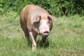 Duroc breed pig at animal farm on pasture