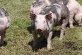 Duroc breed pigs at animal farm on pasture