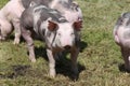 Duroc breed pigs at animal farm on pasture