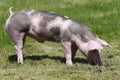 Duroc pig on the meadow at animal farm summertime