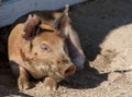 Red Duroc Pig Napping Royalty Free Stock Photo